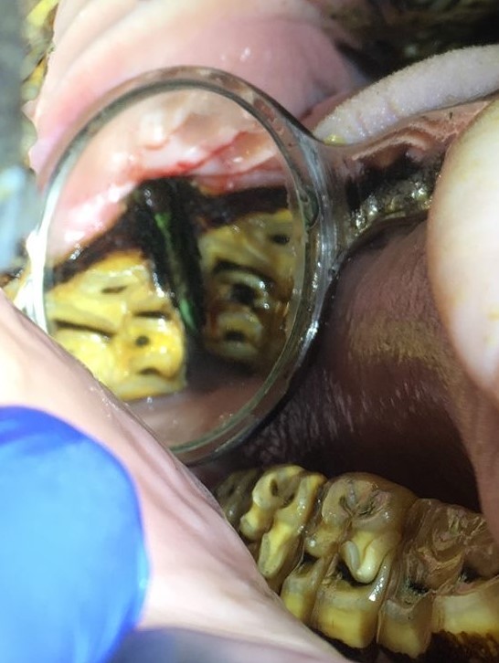 Diastema in Horses